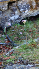 Primula stricta