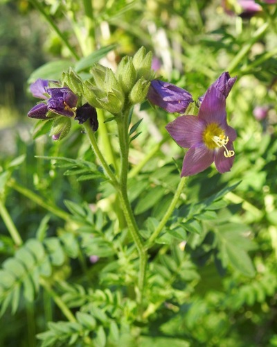Image of Polemonium Apachianum (Polemonium apachianum) by (c) Laura Gaudette, some rights reserved (CC BY)