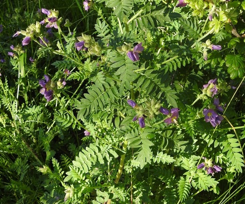 Image of Polemonium Apachianum (Polemonium apachianum) by (c) Laura Gaudette, some rights reserved (CC BY)