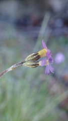 Primula stricta