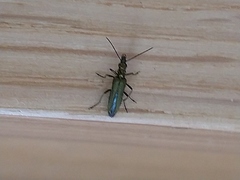 Oedemera nobilis