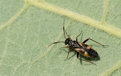 Globiceps flavomaculatus