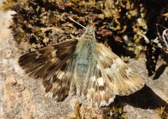 Muschampia lavatherae