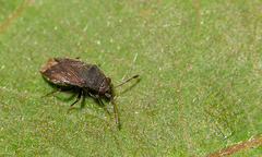Stygnocoris fuligineus