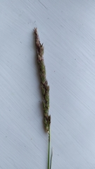 Phalaris arundinacea