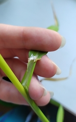 Phalaris arundinacea