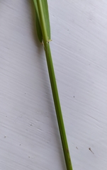 Phalaris arundinacea