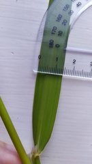 Phalaris arundinacea