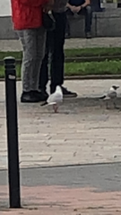 Chroicocephalus ridibundus