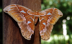 Rothschildia triloba