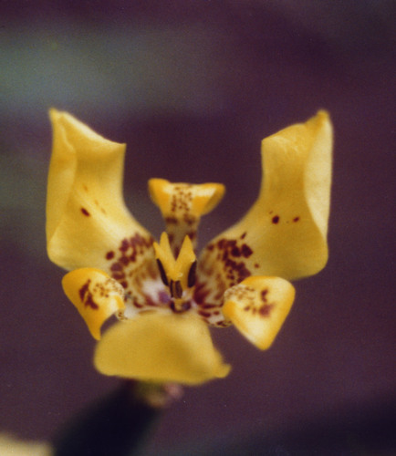 Trimezia steyermarkii