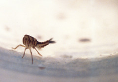 Nogodinidae