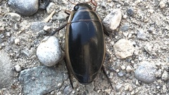 Dytiscus harrisii