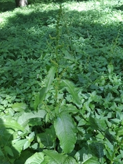 Rumex obtusifolius