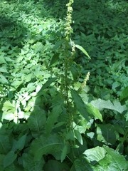Rumex obtusifolius