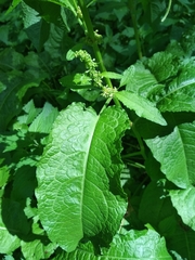 Rumex obtusifolius