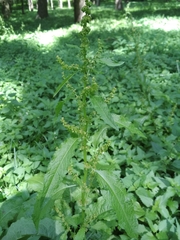 Rumex obtusifolius