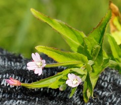 Epilobium glandulosum