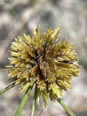 Cyperus filiculmis