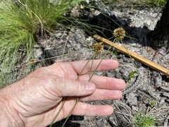 Cyperus filiculmis