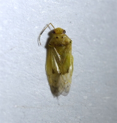 Tropidosteptes