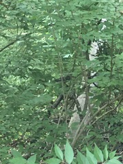 Pipilo erythrophthalmus