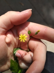 Lapsana communis