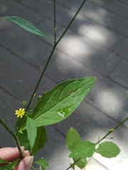 Lapsana communis