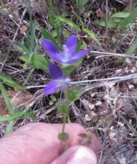 Triodanis perfoliata