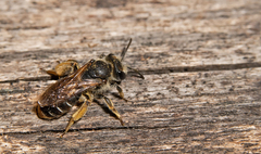 Andrena chrysosceles