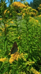 Argynnis paphia