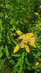 Argynnis paphia