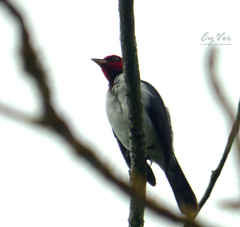 Paroaria gularis