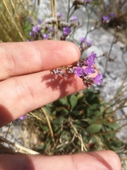 Limonium