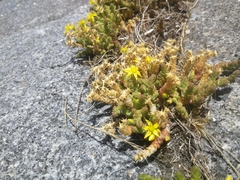 Sedum acre