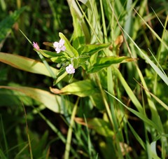 Epilobium glandulosum