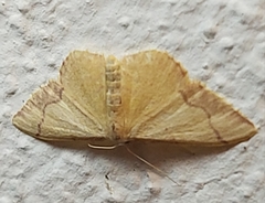 Idaea ostrinaria
