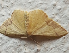 Idaea ostrinaria