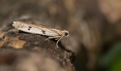 Phycitodes binaevella