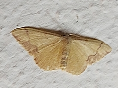 Idaea ostrinaria