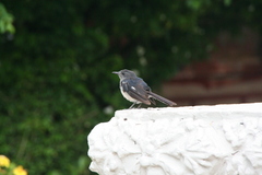 Copsychus saularis