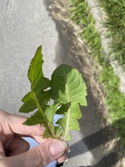 Taraxacum officinale
