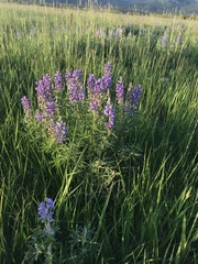 Lupinus angustifolius