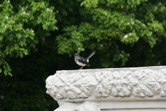 Copsychus saularis