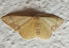 Idaea ostrinaria