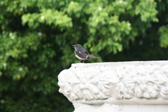 Copsychus saularis