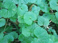 Glechoma hederacea