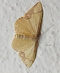Idaea ostrinaria