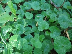 Glechoma hederacea
