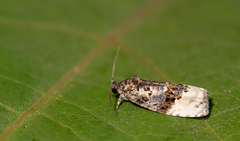 Apotomis betuletana